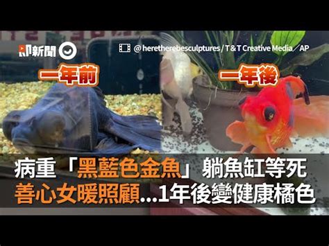 黑牡丹金魚風水|黑牡丹魚何時能帶來好運？